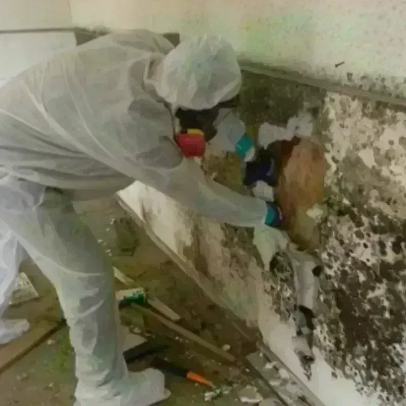 Mold Remediation and Removal in Forestbrook, SC